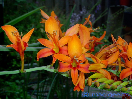 Crocosmia 'Zeal Giant'